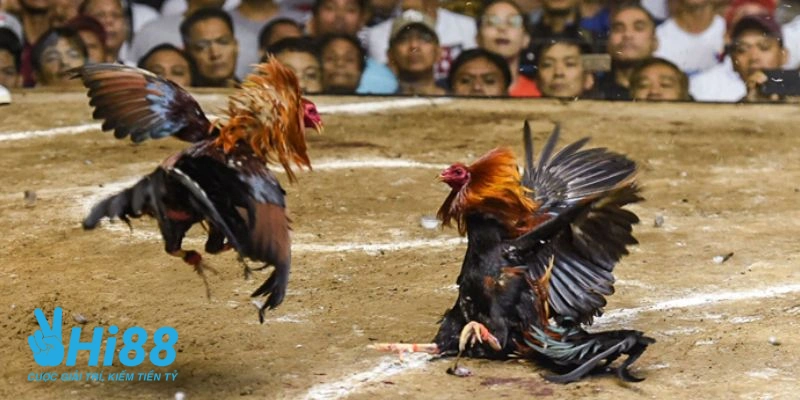 thuc hien so sanh suc khoe the luc cua chien ke