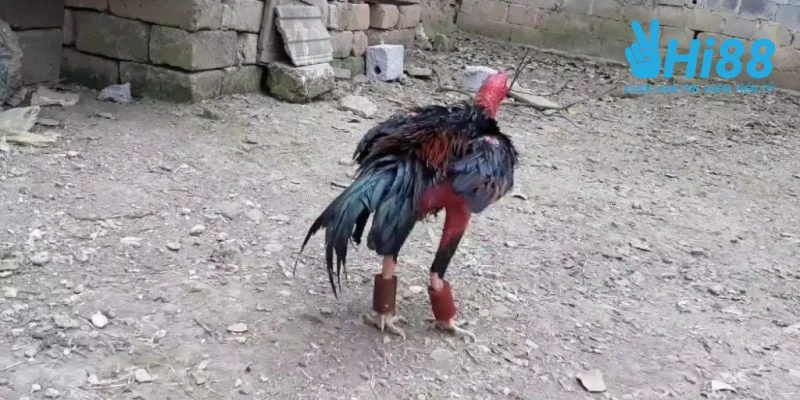 cach nuoi ga da chan manh tap ta