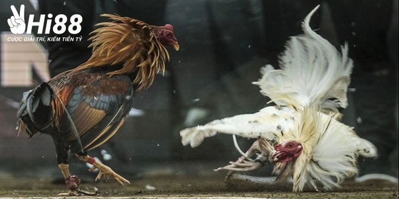 da ga campuchia cuoc truc tiep