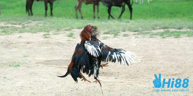 huong dan cach nuoi ga da chan manh