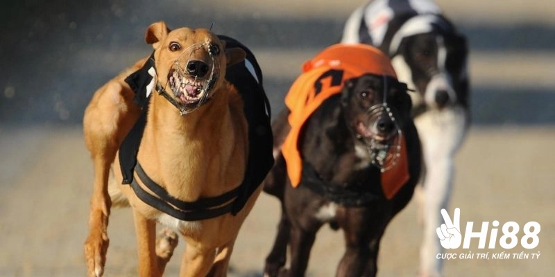 Khái quát chung về hình thức cá cược đua chó tại Việt Nam